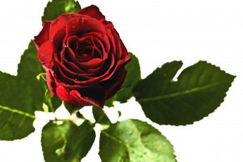 Картинка цветы розы капли красный