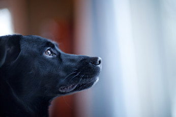 Картинка животные собаки смотрит собака чёрная морда
