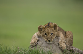 Картинка животные львы камень львёнок