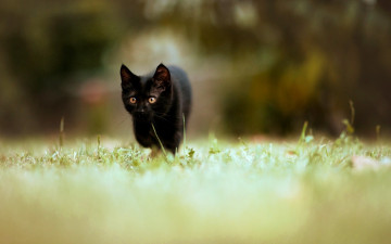 Картинка someone got loose животные коты лужайка трава черный котенок