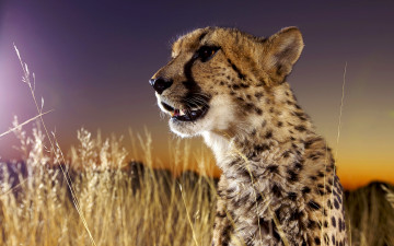 Картинка животные гепарды взгляд морда гепард трава