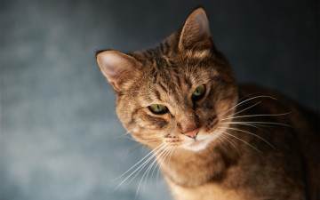 Картинка животные коты кот морда усы фон