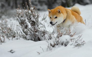 обоя животные, собаки, снег, зима