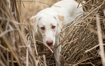Картинка животные собаки собака поле фон