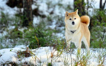 Картинка животные собаки зима