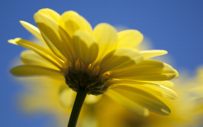 Обои картинки фото yellow, daisy, цветы, ромашки, цветок, ромашка, желтая