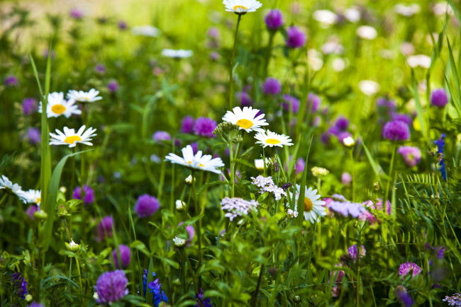 Обои картинки фото цветы, луговые, полевые, ромашки, клевер, трава