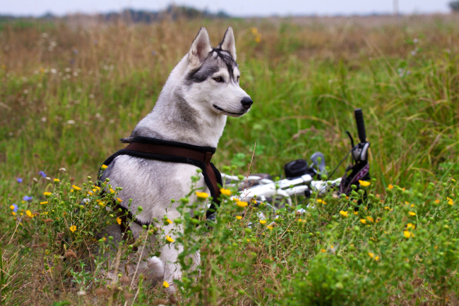 Обои картинки фото животные, собаки, велосипед, цветы, поле, маламут