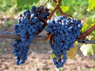Картинка природа Ягоды +виноград лоза кисти виноградник