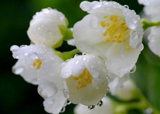 Картинка цветы жасмин капли