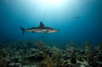 Картинка животные акулы глубина океан акула