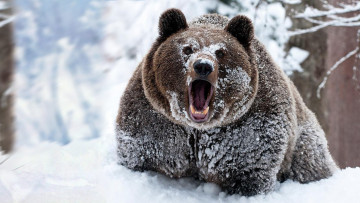Картинка животные медведи снег лес