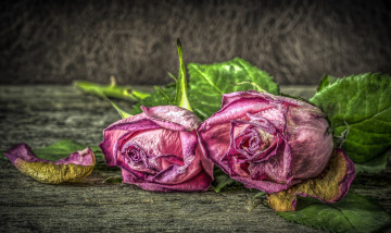 Картинка цветы розы увядание
