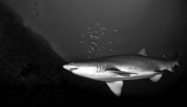Обои картинки фото животные, акулы, акула, глубина, океан