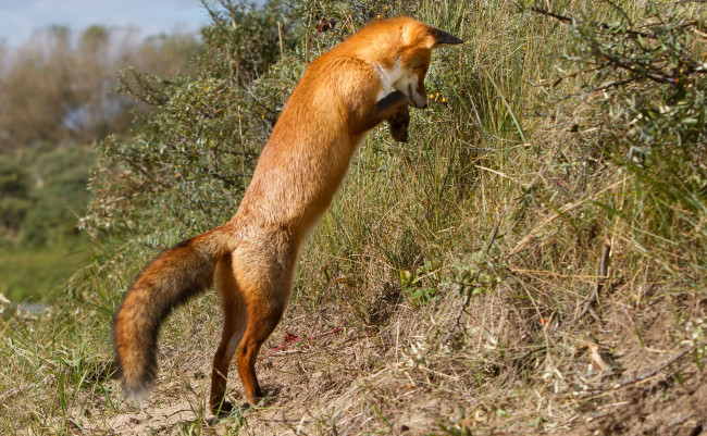 Обои картинки фото животные, лисы, охота, стойка, лисичка