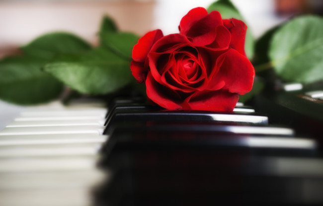 Обои картинки фото цветы, розы, пианино, красный