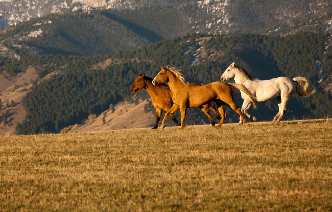 Обои картинки фото животные, лошади, кони