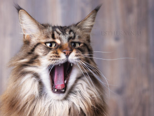 Картинка животные коты киса коте взгляд пушистый зивок зивает язык