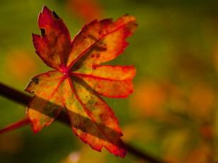Картинка природа листья цвет макро осень яркий