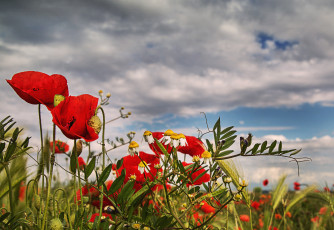 Картинка цветы луговые+ полевые +цветы луг поле трава мак ромашка небо облака