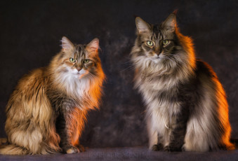 Картинка животные коты пара взгляд сидят пушистые