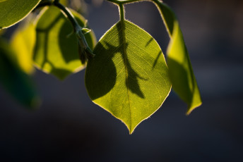 Картинка природа листья зелёный макро тень свет прожилки