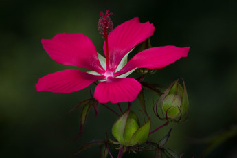 Картинка цветы гибискусы лепестки макро растение гибискус