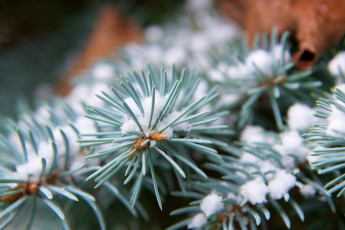 Картинка природа макро зима снег иголки хвоя зелёный
