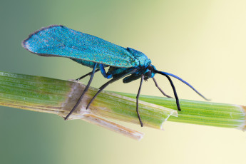 Картинка животные бабочки +мотыльки +моли утро росинка травинка фон насекомое усики крылья синяя моль макро cristian arghius
