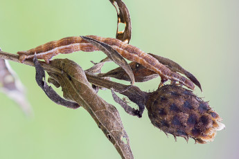 Картинка животные гусеницы макро коричневая травинка гусеница утро росинка фон насекомое cristian arghius
