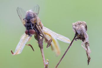 Картинка животные насекомые насекомое cristian arghius макро роса капли фон муха утро зелёный
