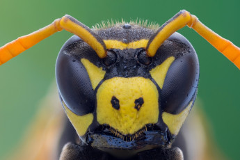 Картинка животные пчелы +осы +шмели макро фон зелёный оса усики глаза портрет насекомое cristian arghius
