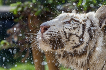 Картинка животные тигры белый хищник морда брызги профиль усы смотрит вверх