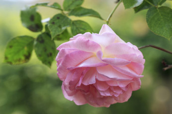 Картинка цветы розы лепестки макро розовый