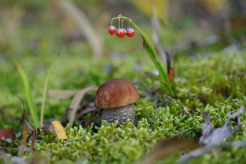 Картинка природа грибы крепыш мох боровик гриб