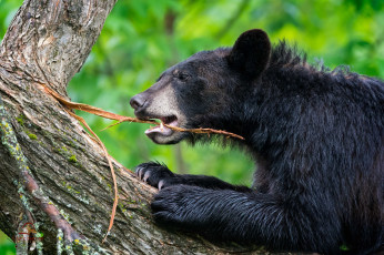 Картинка животные медведи медведь дерево ствол кора играет