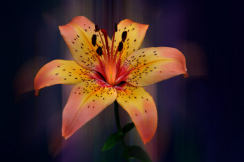 Картинка цветы лилии +лилейники лилия