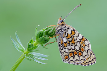 Картинка животные бабочки +мотыльки +моли cristian arghius макро травинка усики фон бабочка крылья