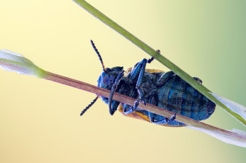 Картинка животные насекомые зелёный насекомое cristian arghius макро фон жук