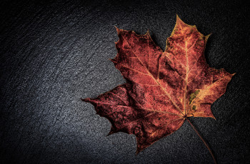Картинка разное -+другое лист красный осень макро прожилки цвет