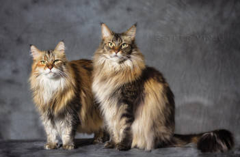 Картинка животные коты коте кошки пара друзья фон
