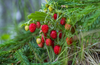 Картинка природа Ягоды красный земляника ягоды ель лето