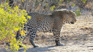 Картинка животные леопарды кошка дикая пятна мощь кустарник африка