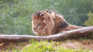 Картинка животные львы кошки пара семья отец детёныш малыш котёнок игра грива морда зоопарк