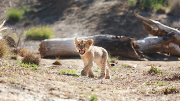 Картинка животные львы львёнок детёныш малыш котёнок маленький пасть