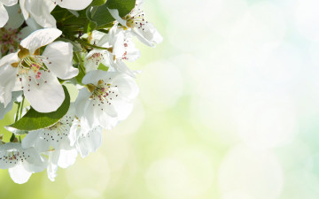 Картинка цветы цветущие+деревья+ +кустарники цветение макро яблоня природа цветочки