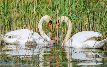 Картинка животные лебеди малыши пара камыш птицы вода озеро растения