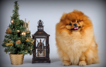 Картинка животные собаки елка щенок шпиц фонарь