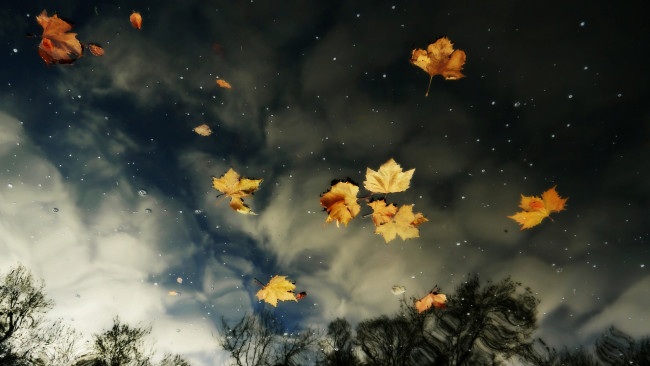 Обои картинки фото природа, листья, осень, отражение, вода, небо, облака