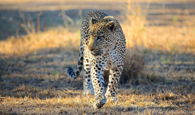 Обои картинки фото животные, леопарды, хищник, морда, прогулка, африка, саванна